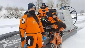 Из всего стада, провалившегося под лёд в Башкирии, выжила лишь одна овечка