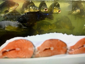 Как сэкономить на рыбе и морепродуктах к Новому году – лайфхаки от главы Рыбного союза