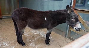 Перевозивший снаряды в зоне СВО ослик Жорик поселился в Детском зоопарке Москвы
