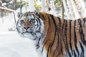 Конфликтного амурского тигра из Приморья выпустили в тайгу с ошейником