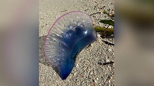 Ядовитые медузы лишили россиян отдыха на кубинском побережье