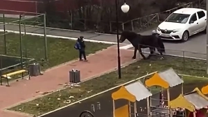 Лошадь сбила с ног маленькую девочку на детской площадке в Брянске