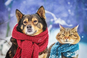 «Гав-мяу-вуф!» Питомцы Life.ru взяли слово и поздравили с Новым годом