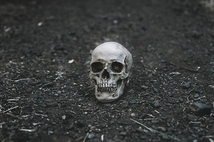 Петербургский дворник нашёл череп в мусорке