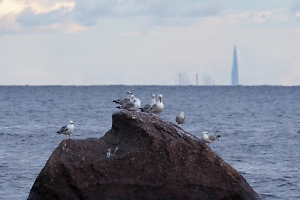 В Финском заливе зафиксировали загрязнение из-за утечки с платформы «Ваенга»