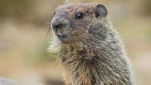 Крылатые и зубастые провидцы: В День сурка составлен топ животных-предсказателей