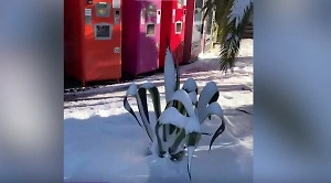 Белый апокалипсис: В Сочи выпало более пяти годовых норм снега за шесть часов