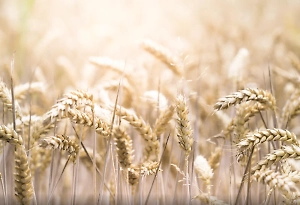 Названы страны-лидеры по закупкам пшеницы у России в 2024 году