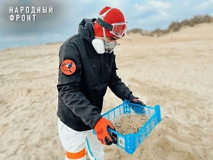 «Планета одна, другой не будет»: Волонтёры Народного фронта без устали убирают мазут с пляжей Анапы