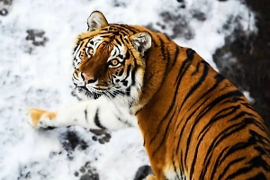 В Приморье тигр прогулялся по территории завода и едва не растерзал собаку