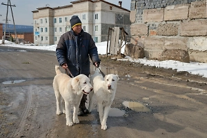 В России требуют ввести уголовную ответственность за самовыгул собак