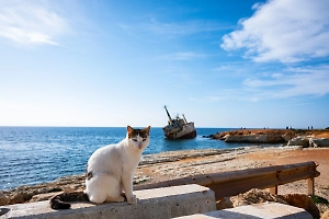 Уиткофф: США и РФ прорабатывают мораторий на удары по кораблям в Чёрном море 