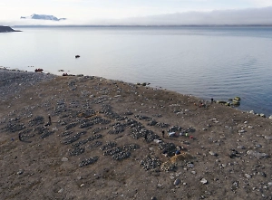 Уникальные захоронения китобоев 400-летней давности найдены на Шпицбергене