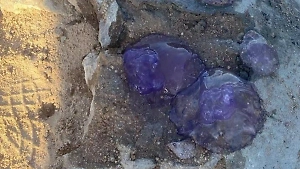 «Безопасные» медузы жалят российских туристов в Египте