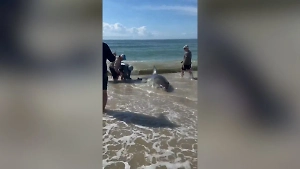 В США рыбаки выловили четырёхметровую акулу-людоеда