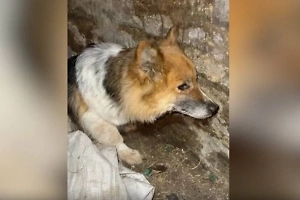 Курский Хатико: Горюющий пёс сутки напролёт охранял тела убитых хозяев в приграничье