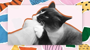 Эти питомцы точно не оставят ваши руки без царапок: 5 самых кусачих пород кошек