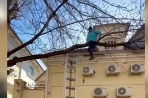 Маршрут перестроен: Курьер застрял на дереве в центре Москвы после «прыжка веры»
