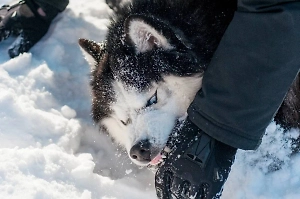 Сочинские чиновники окажут помощь семье искусанного собаками мальчика
