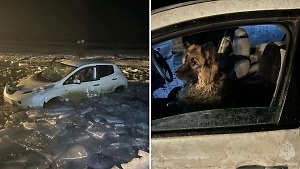 На Байкале собака «за рулём авто» провалилась под лёд
