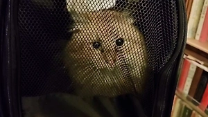 В Петербурге спасатели вытащили кота из вентиляции спустя 17 дней