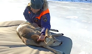 Спасатели в Саратовской области спасли застрявшую посреди Волги косулю