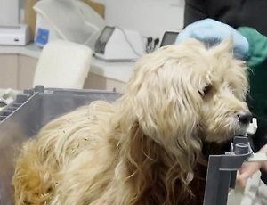 «Китайский Хатико» месяц ждал умершего хозяина у дверей дома