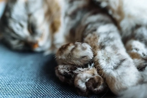 Горе от смерти питомца сопоставимо с болью от утраты близкого человека