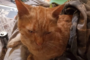 Из горящего магазина в Ялте спасли двух кошек