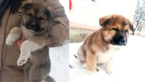 Живодёра сняли камеры за зверским избиением щенка в подъезде дома в Ленобласти