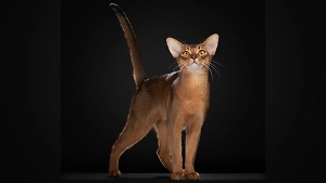 Руководитель питомника рассказала о коте, признанном самым красивым в мире