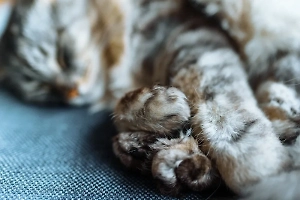 Российские кошки заняли первые четыре места в рейтинге WCF в категории ветераны