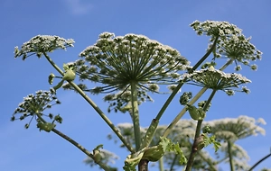 Травить борщевик обяжут владельцев земельных участков с 1 марта