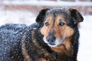 «Почти 3000 обращений»: В Чите из-за чиновницы бездомные собаки покусали 13 человек