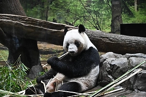 В Токио тысячи японцев со слезами на глазах простились с последними пандами, которых забирает Китай