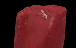 Муравья возрастом 40 млн лет нашли внутри янтаря из коллекции Гёте