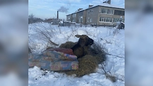 «Мы его не отдадим никому»: Жители Ярославской области спасли лося из полыньи и поселили возле дома