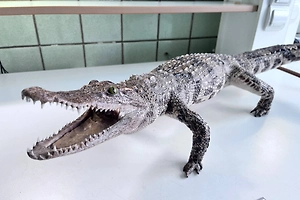 Россиянка попыталась провезти через границу чучело крокодила на память о Вьетнаме