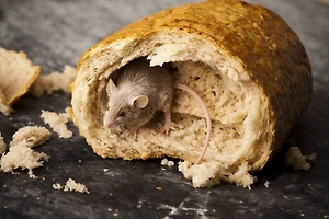 Постояльцев интерната в Прокопьевске кормили хлебом, который грызли крысы