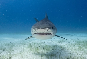 Зона охоты: Нападения акул на туристов у пляжей Хургады неизбежны