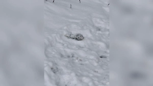 Военный эксперт раскрыл состав нового химического оружия ВСУ