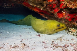 В Таиланде мурена укусила россиянина, оставив часть зуба в его руке