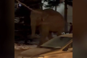 В Самаре слон сбежал из цирка и прогулялся по городу в 20-градусный мороз