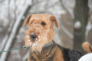 Для мелких и короткошёрстных собак прогулки в мороз небезопасны уже при –15 °C