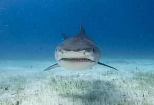 В Бразилии акула напала на 13-летнего подростка, мальчик погиб