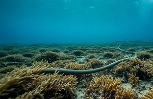 В Латвии заявили о повреждении оптоволоконного кабеля в Балтийском море
