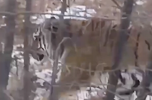 Во Владивостоке тигр вышел на дорогу и покрасовался перед камерой