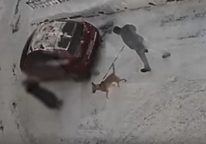 «Бил и пинал меня по голове»: Конфликт из-за выгула собак закончился избиением пенсионерки в Петербурге