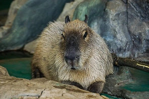 Капибары подорожали до 2 млн рублей – зверьки страдают в зоопарках без пар