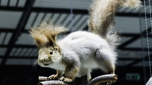 Белка сожгла дом дотла – мирно спавшую семью спасло чутьё отца